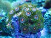 zoanthus_207.