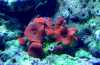 hongos_rojos_246.