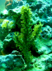gorgonia_candelabro_641.