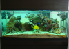 reef_220_195.