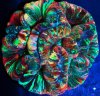 wellsophyllia_rainbow.