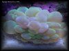 Reef-Life 018.