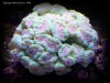 Reef-Life 017.