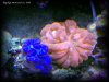 Reef-Life 016.