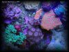 Reef-Life 001.