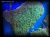 Reef-Life 010.