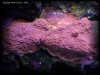 Reef-Life 007.
