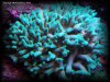 Reef-Life 004.