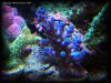 Reef-Life 033.