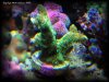 Reef-Life 034.