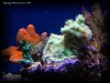 Reef-Life 041.