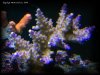 Reef-Life 038.
