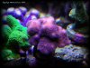 Reef-Life 031.