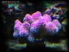 Reef-Life 030.