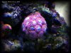 Reef-Life 029.