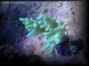 Reef-Life 028.
