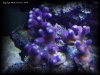 Reef-Life 012.