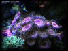 Reef-Life 019.