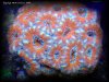 Reef-Life 062.