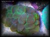 Reef-Life 068.