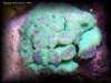 Reef-Life 067.