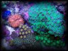 Reef-Life 064.