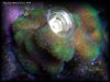 Reef-Life 061.