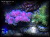 Reef-Life 054.