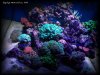 Reef-Life 047.
