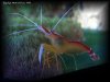 Reef-Life 008.