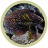 marine_betta_117.