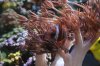 chanito_salado_014_541.