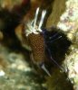 gnathophyllum_elegans_226.