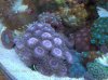 reef_azoo_026_809.