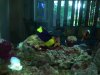 dsc00175_817.