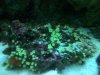 dsc00179_733.