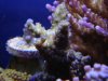 dsc00737_1_1_341.