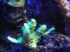 dsc00615_1_1_805.