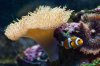acuario_tf_13_226.