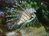 Mi Lion Fish.
