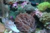 Acuario 157.