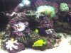acuario 003.