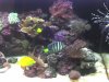acuario 004.