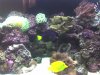 acuario 014.