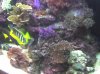 acuario 016.
