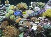 reef059qb1.