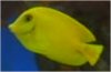 Tang Mimic.