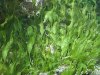 caulerpa_prolifera.