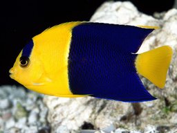 AdriDavi