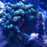 ssreef